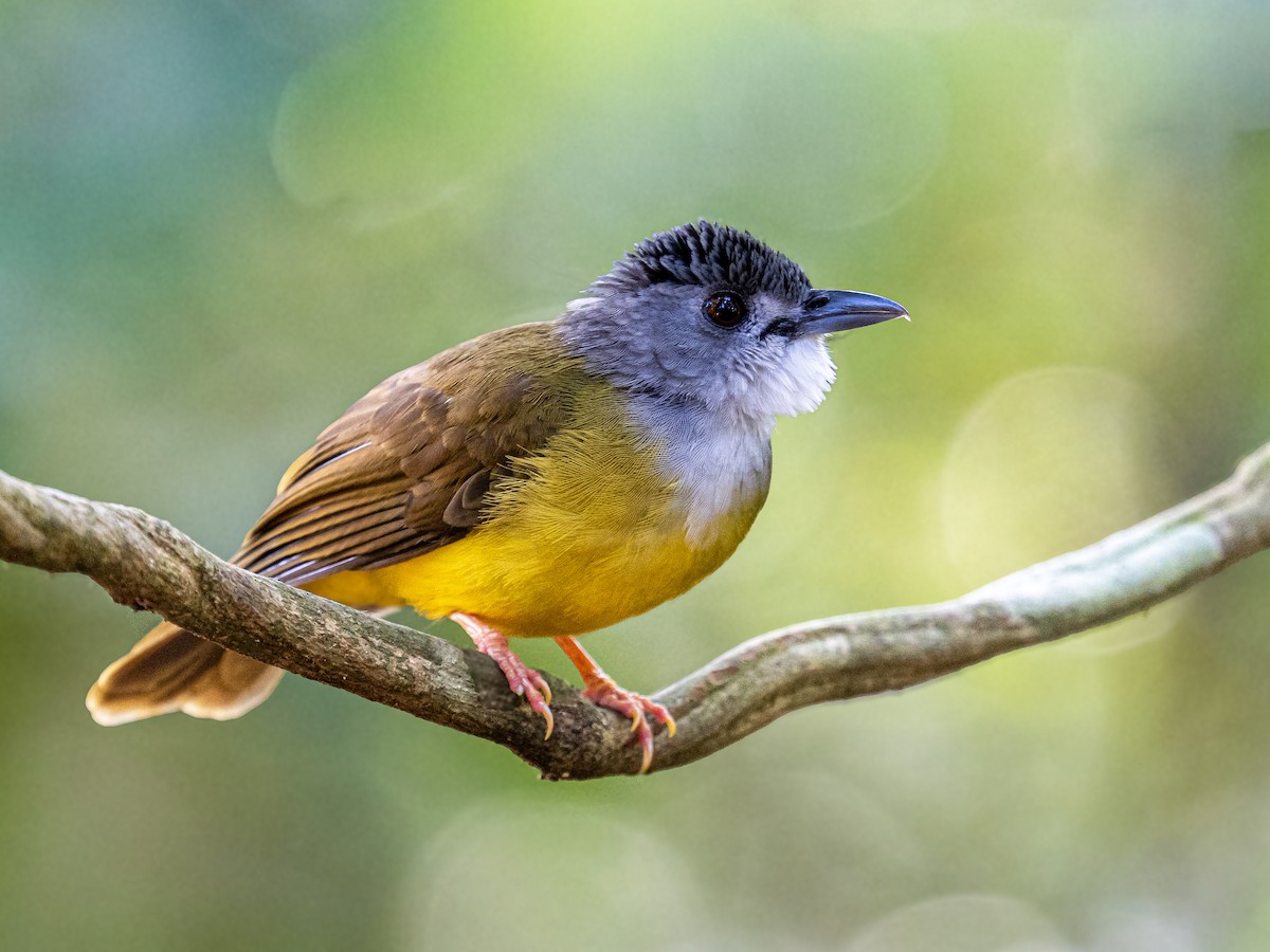 gulbukbylbyl - ML645378990