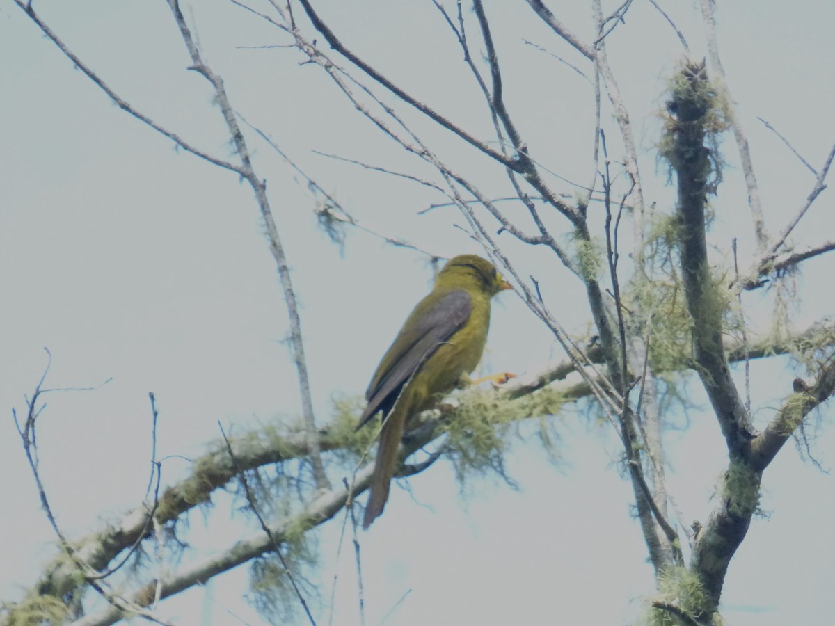 Glockenhonigfresser - ML645378992