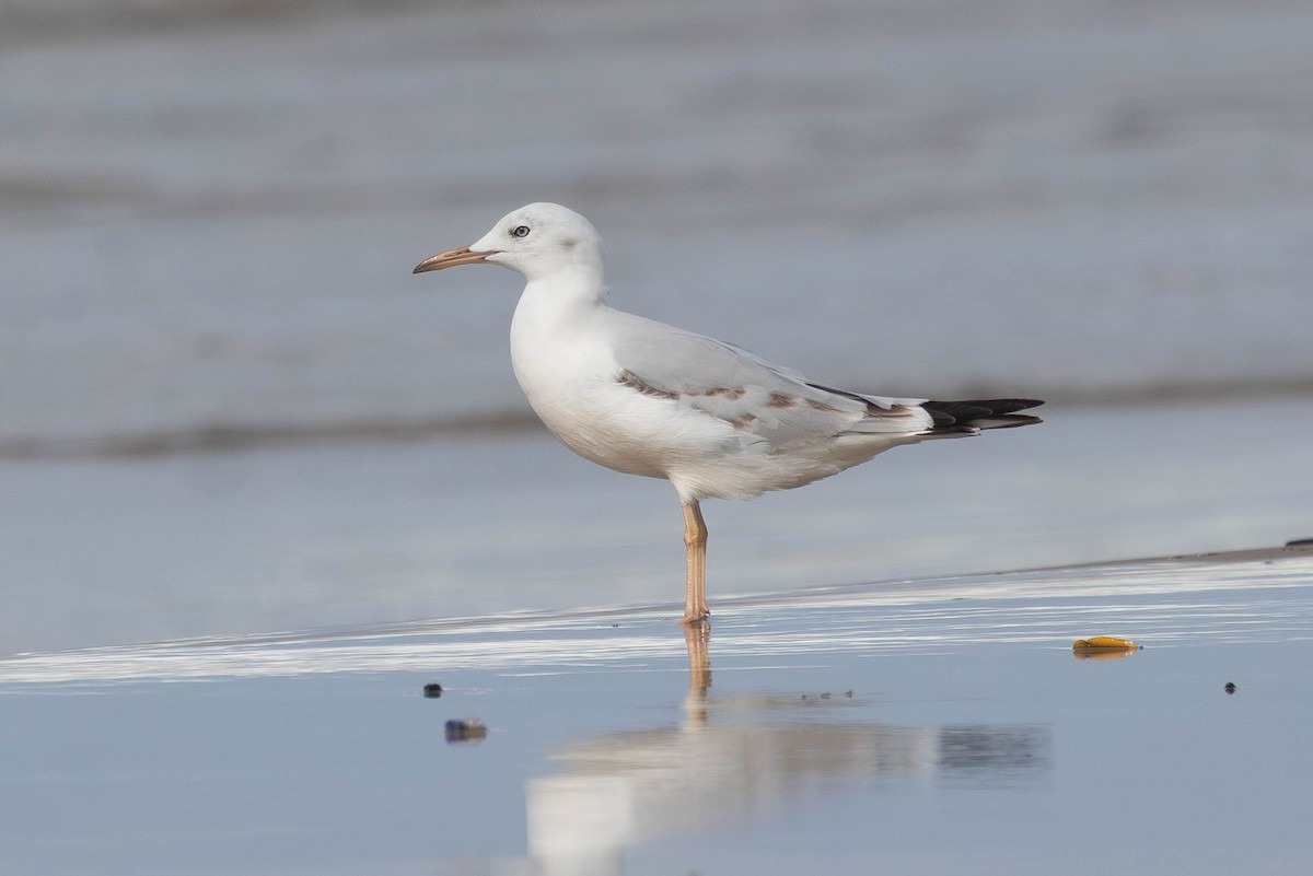 Slender-billed Gull - ML645378993