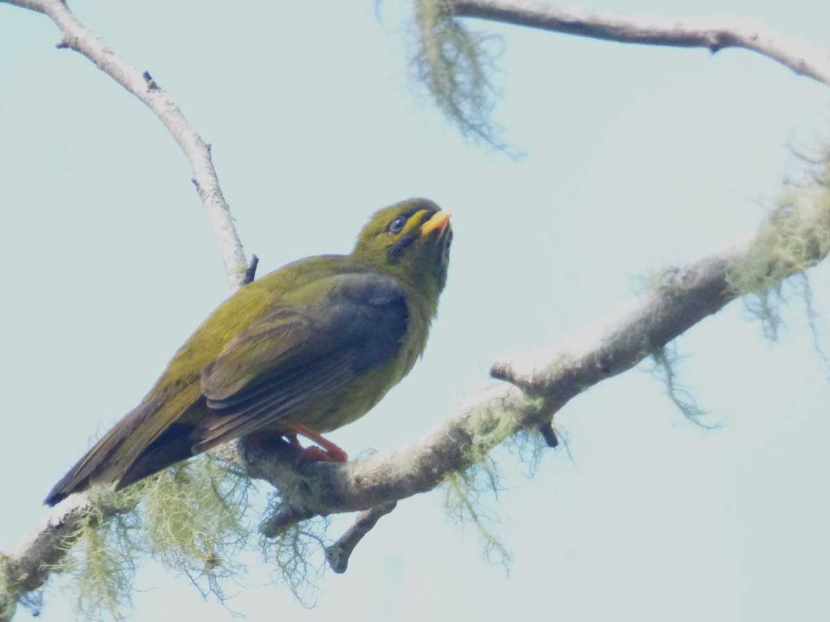 Glockenhonigfresser - ML645378994