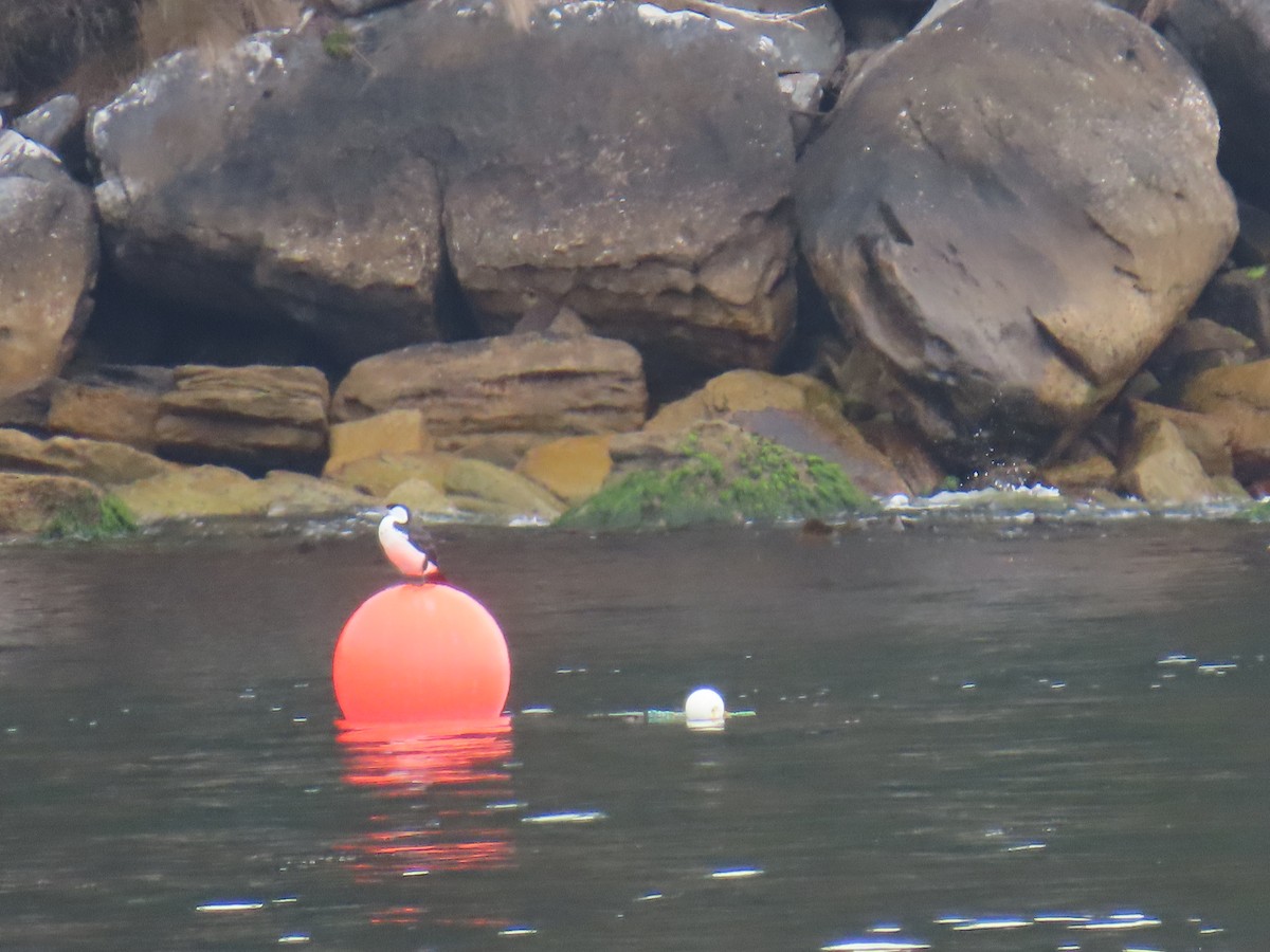 Black-faced Cormorant - ML645378995