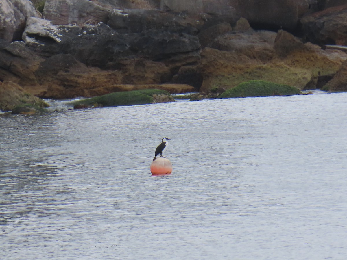 Black-faced Cormorant - ML645378996