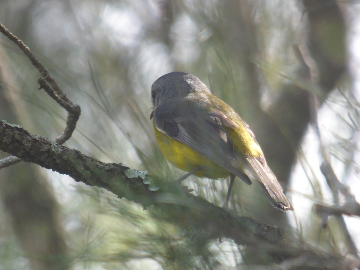 Doğulu Sarı Bülbül - ML645378997