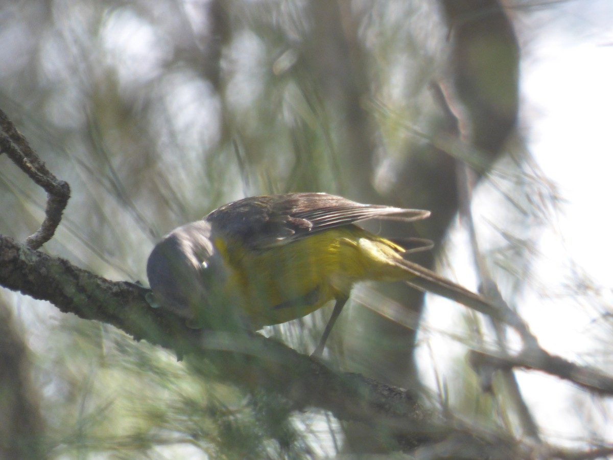 Doğulu Sarı Bülbül - ML645378998