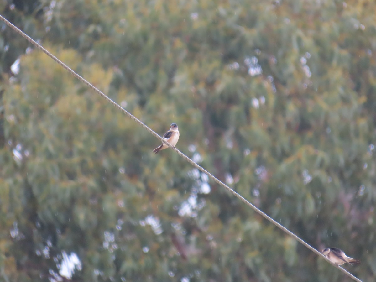 Tree Martin - ML645379000