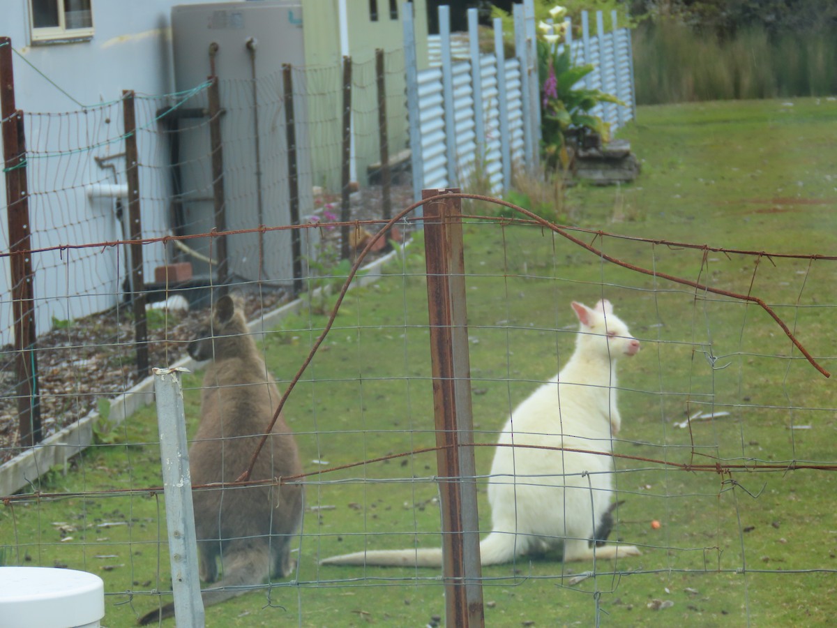 Bennett's Wallaby - ML645379005