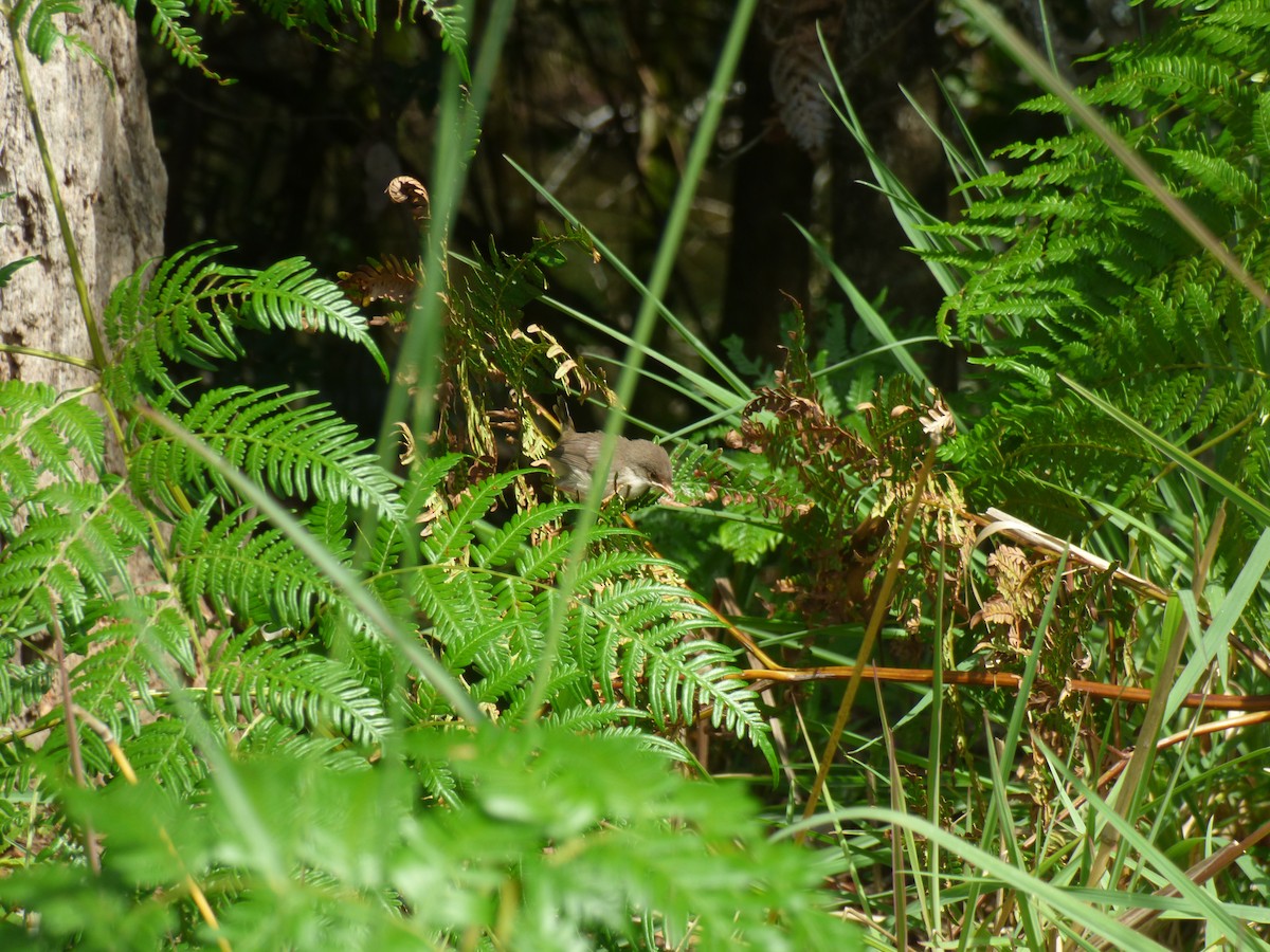 Superb Fairywren - ML645379012