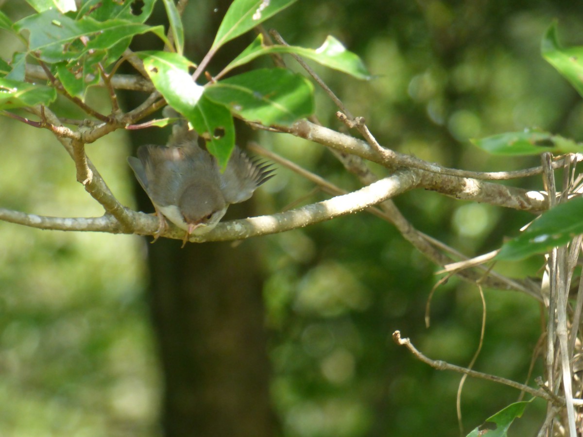 Superb Fairywren - ML645379013
