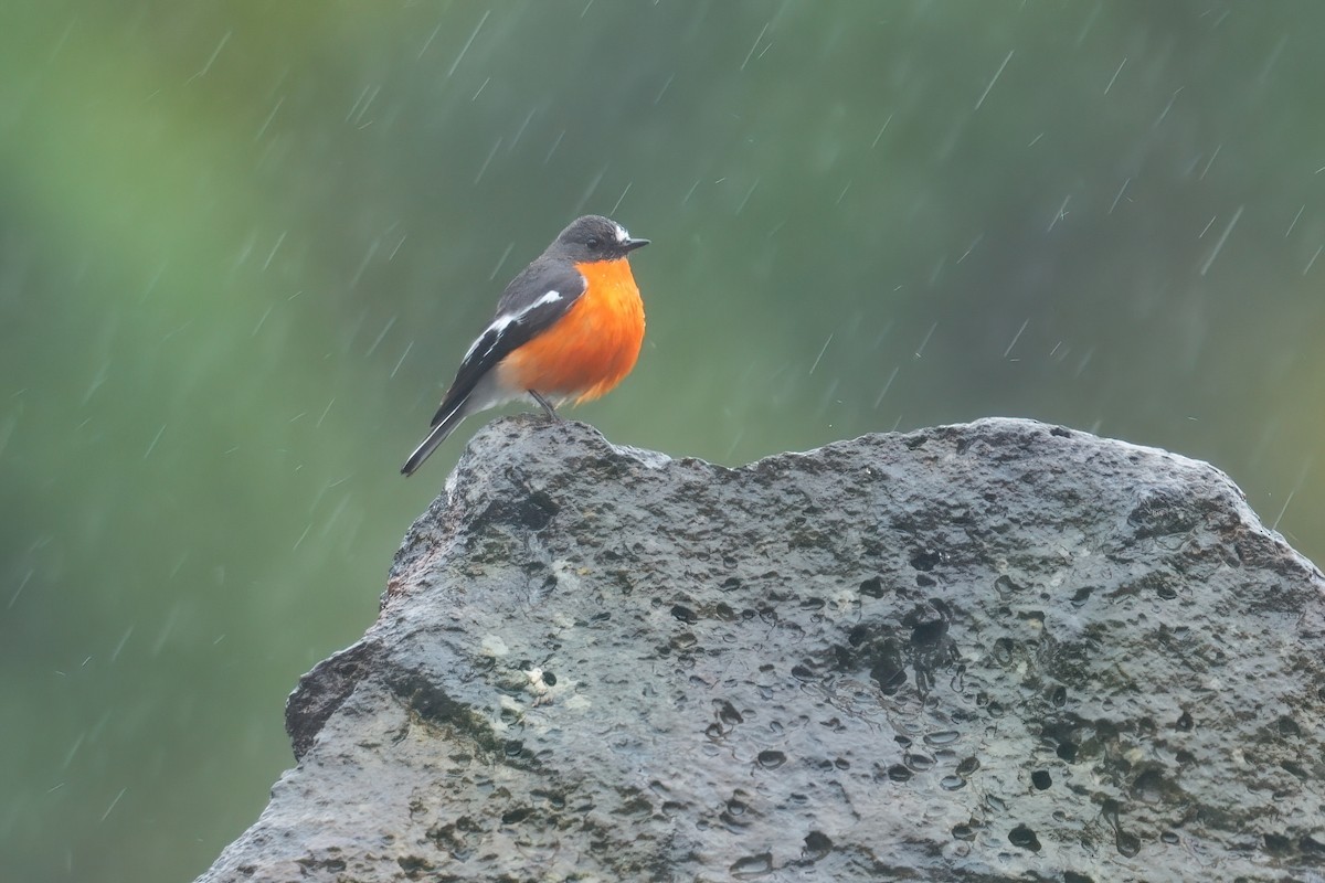 Огненногрудая петроика - ML645379022