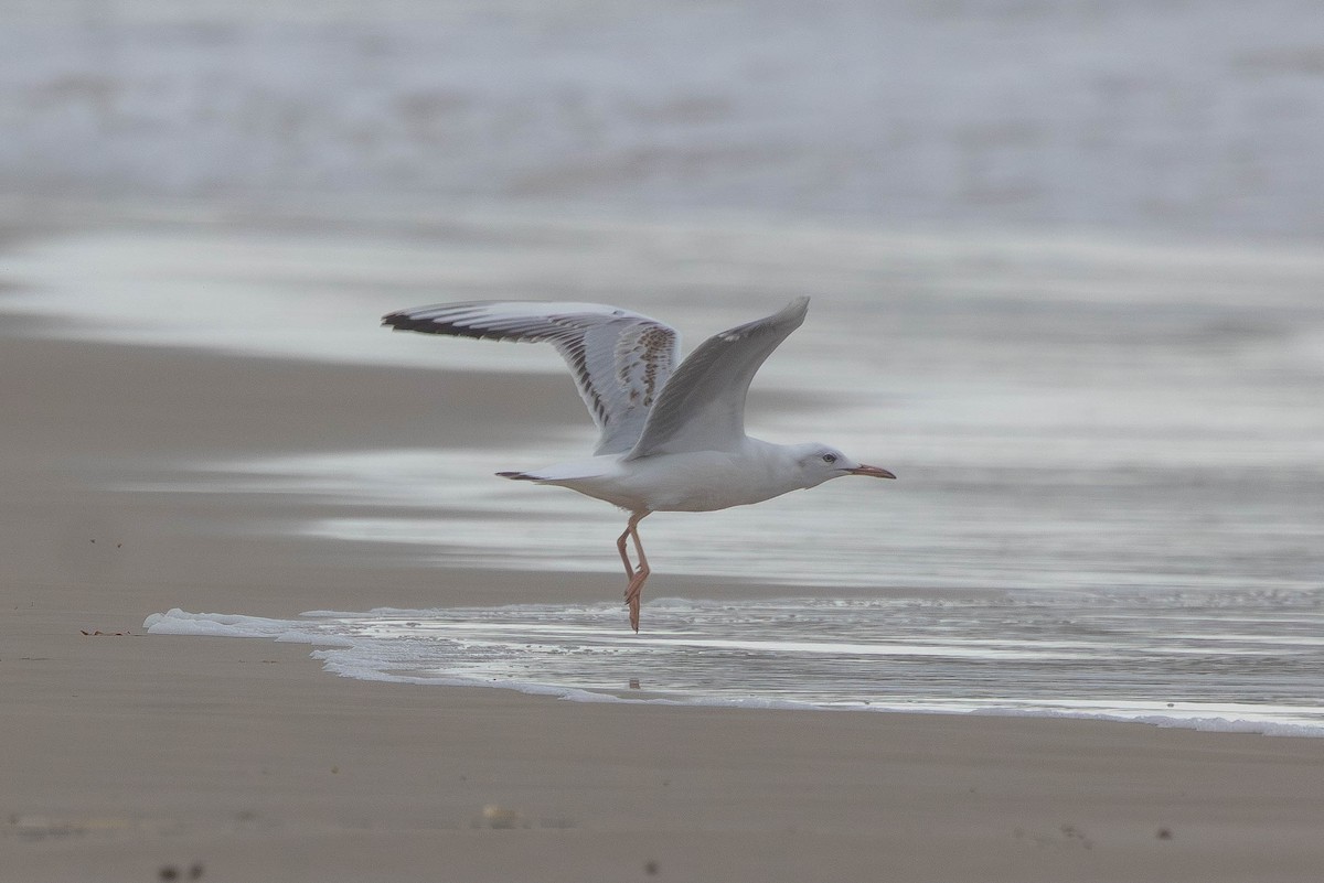 Slender-billed Gull - ML645379023