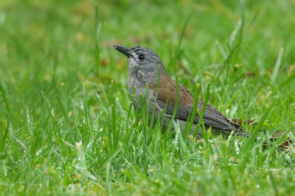 Gray Shrikethrush - ML645379045