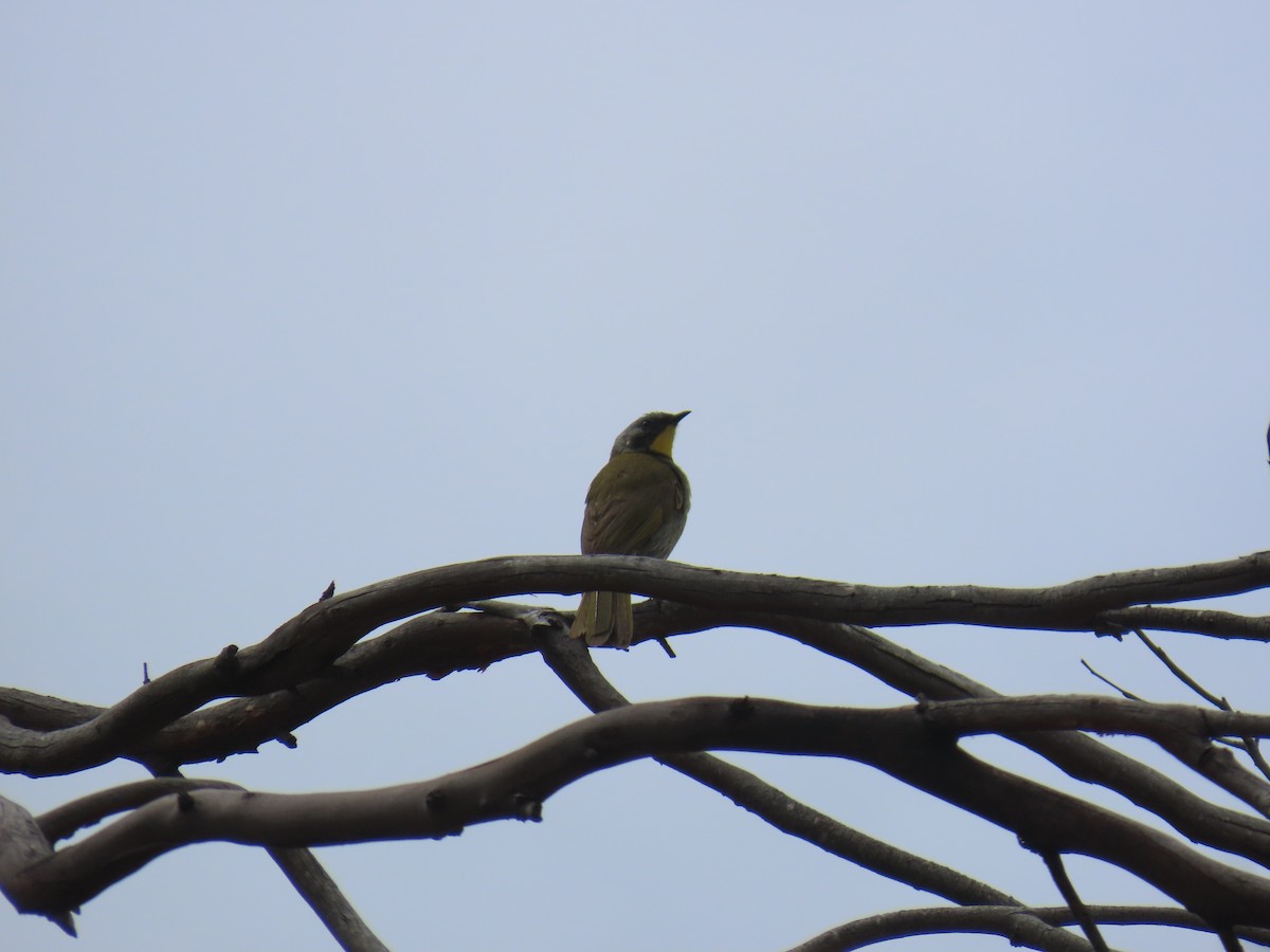 Yellow-throated Honeyeater - ML645379056