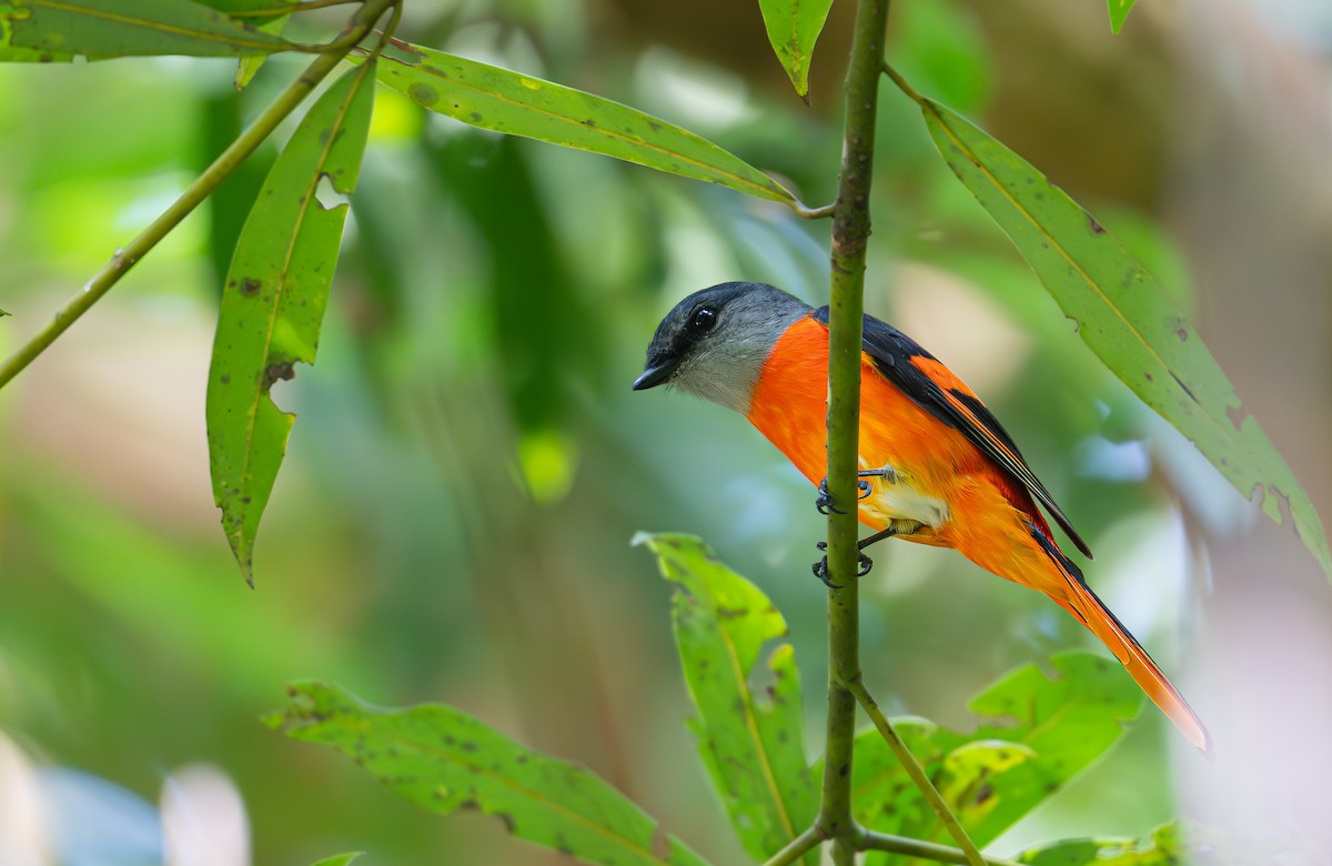 Личинкоїд сірощокий - ML645379063