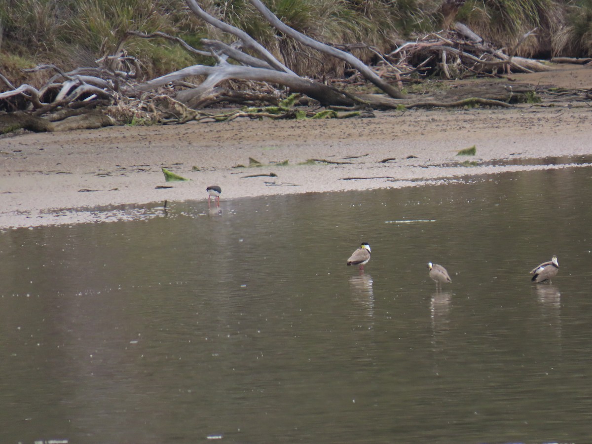 čejka australská - ML645379064