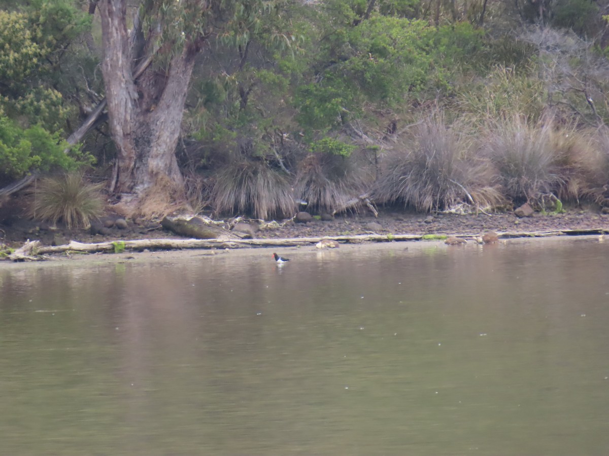 Pied Oystercatcher - ML645379066
