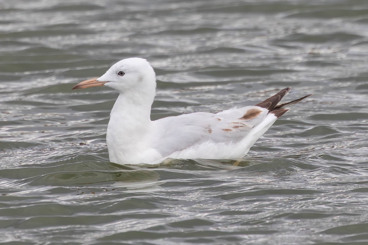 Slender-billed Gull - ML645379075