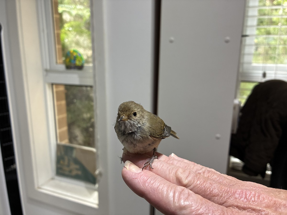 Brown Thornbill - ML645379084