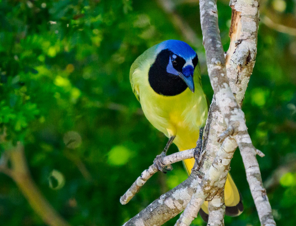 Geai vert - ML645379087