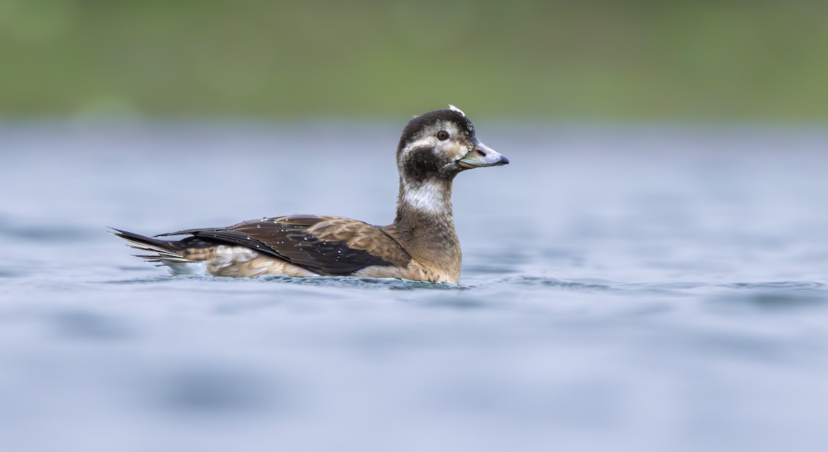 Moretta codona - ML645379093