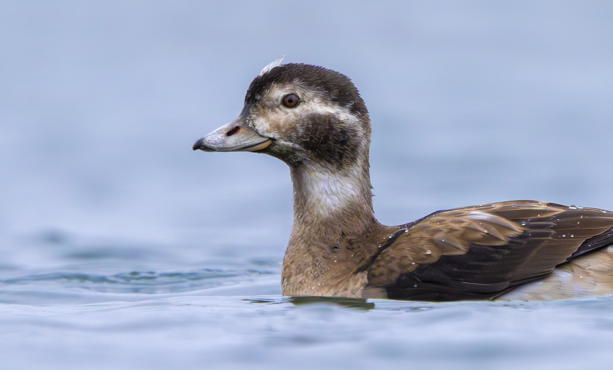 Moretta codona - ML645379094