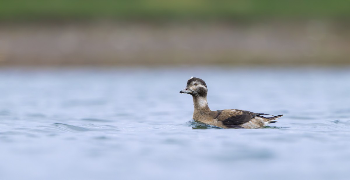 Moretta codona - ML645379097