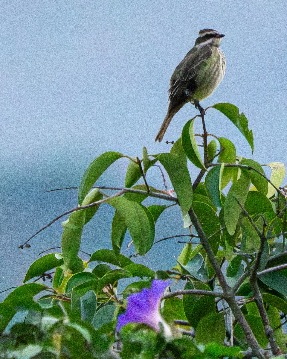 Piratic Flycatcher - ML645379113
