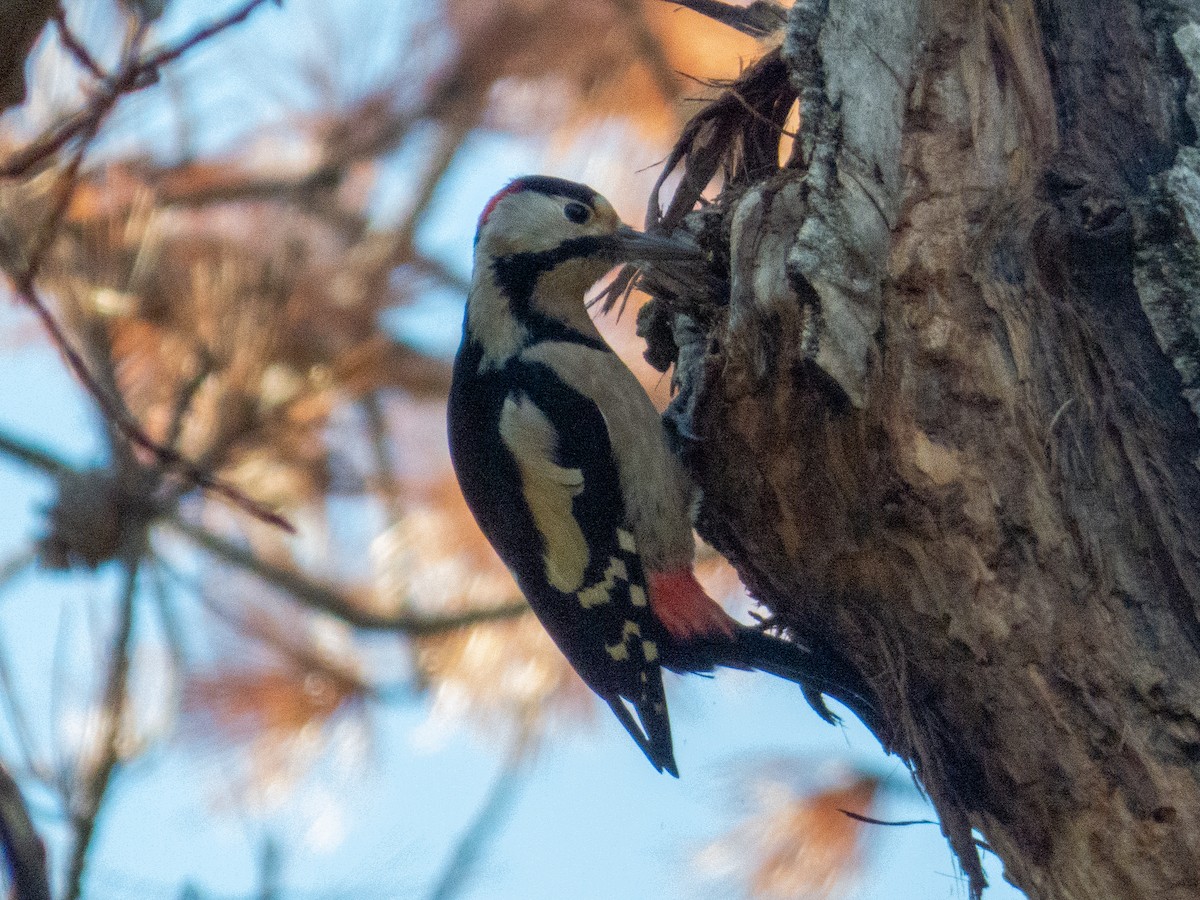 strakapoud jižní - ML645379118