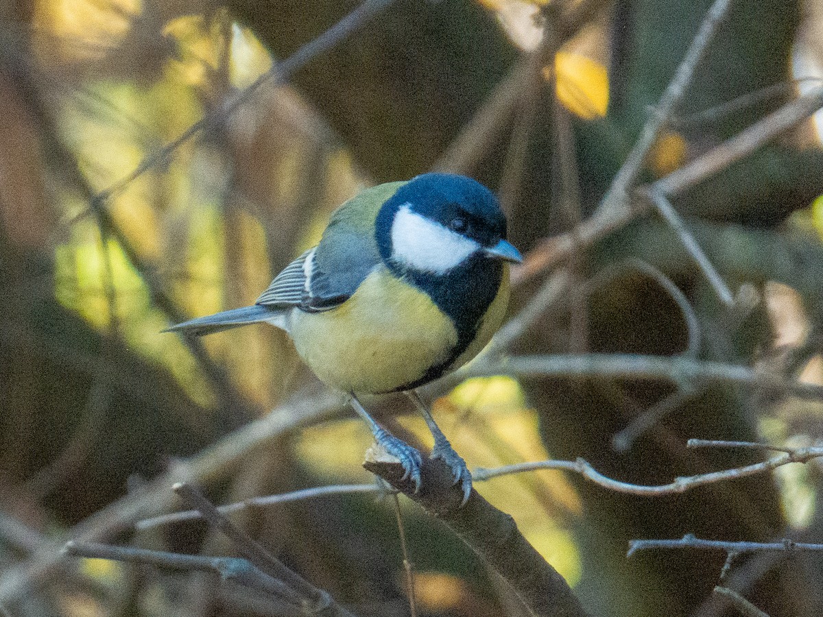 sýkora koňadra - ML645379123