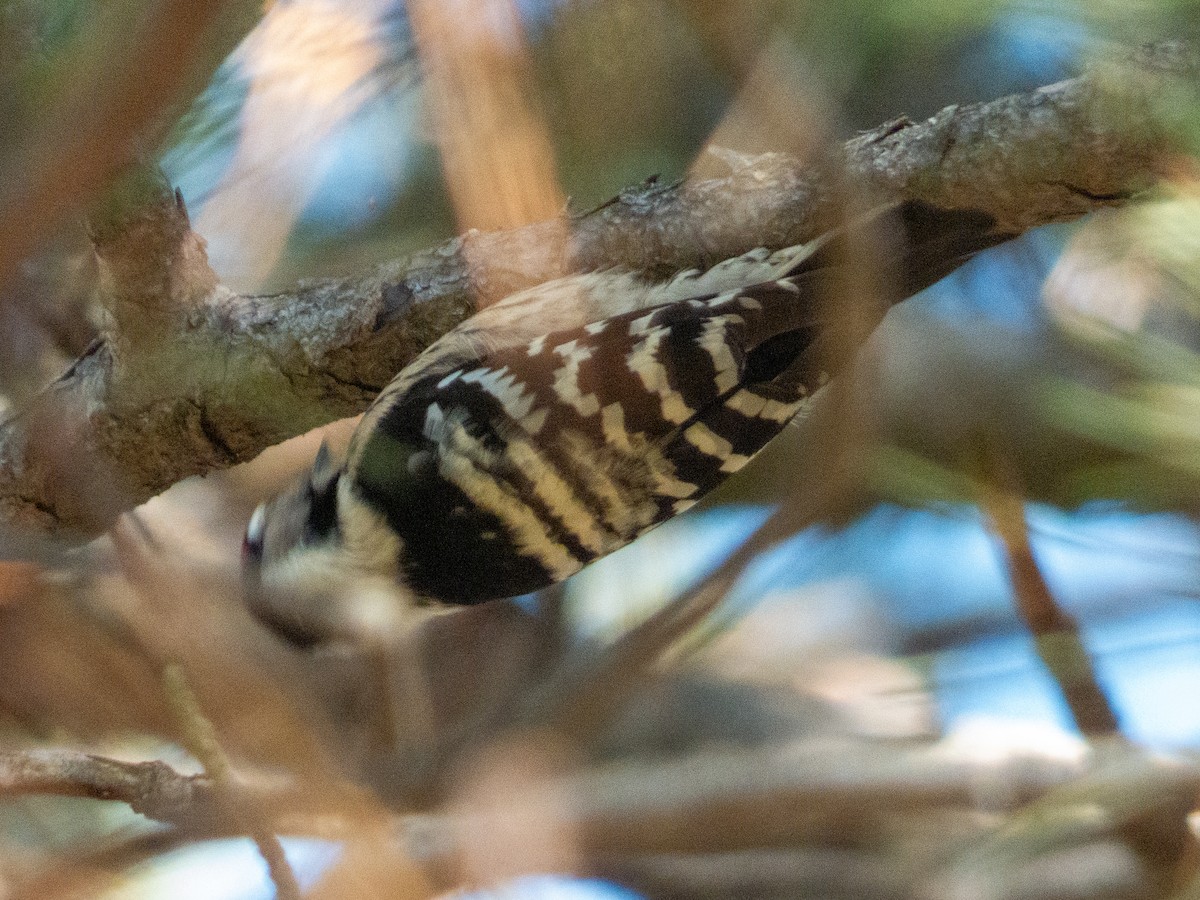 strakapoud malý - ML645379127