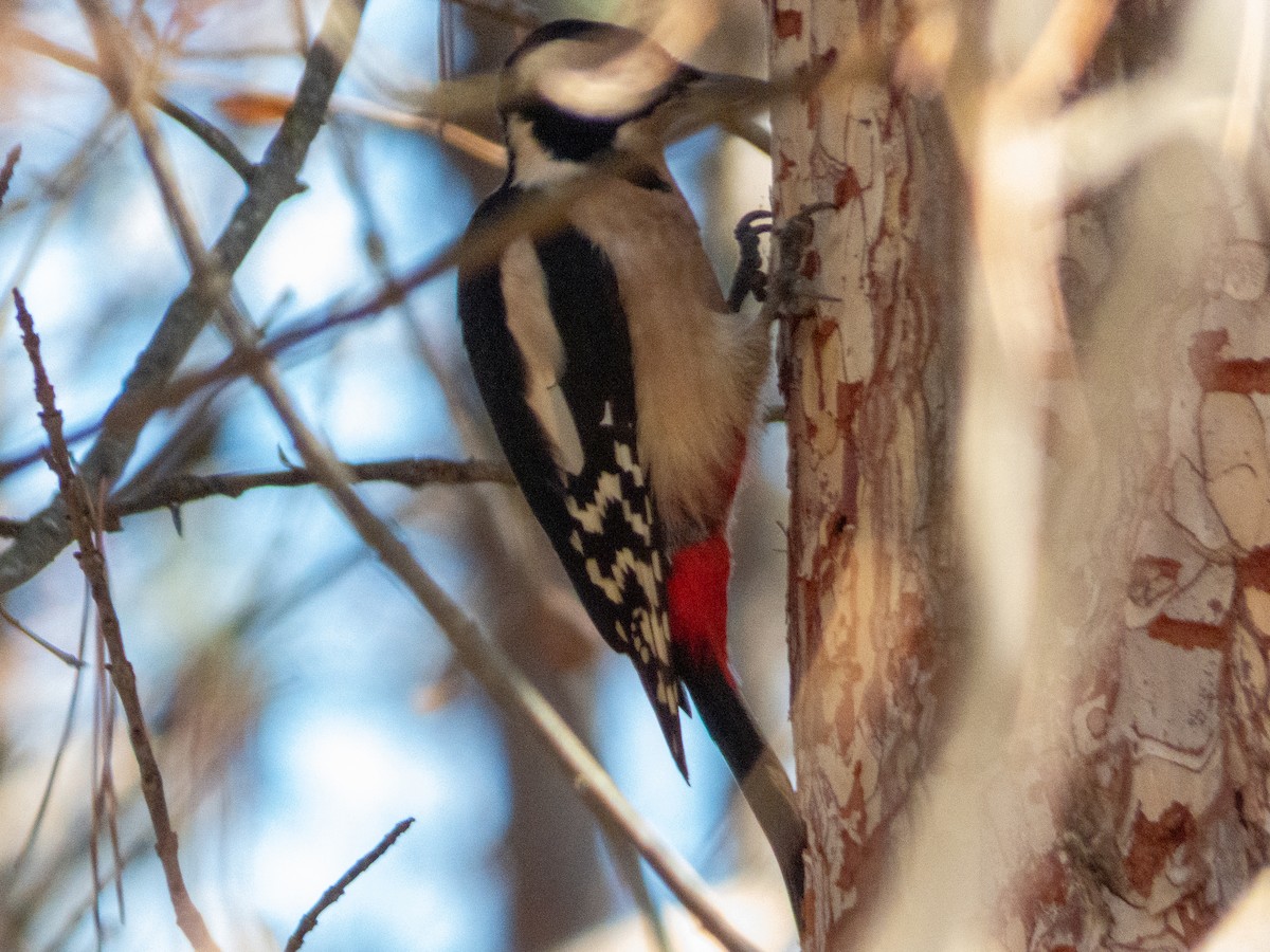 strakapoud velký - ML645379128