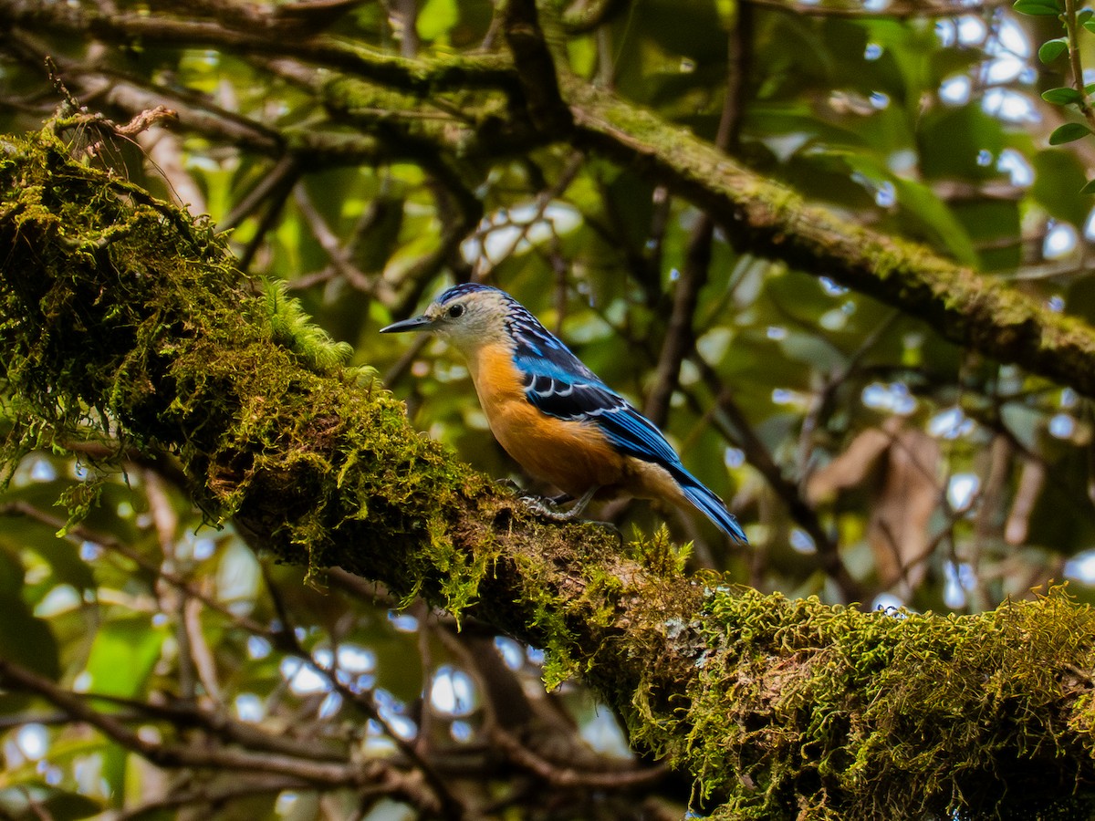 Beautiful Nuthatch - ML645379143