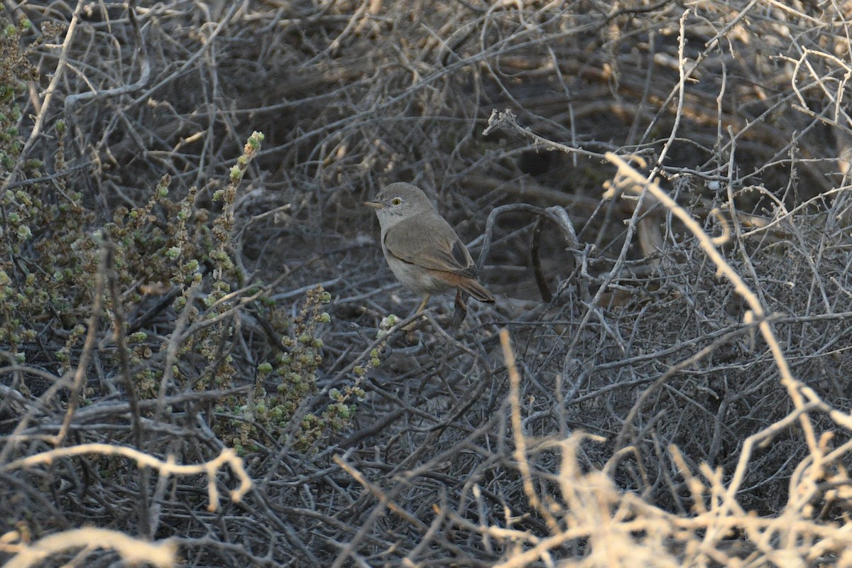 Пустынная славка - ML645379146