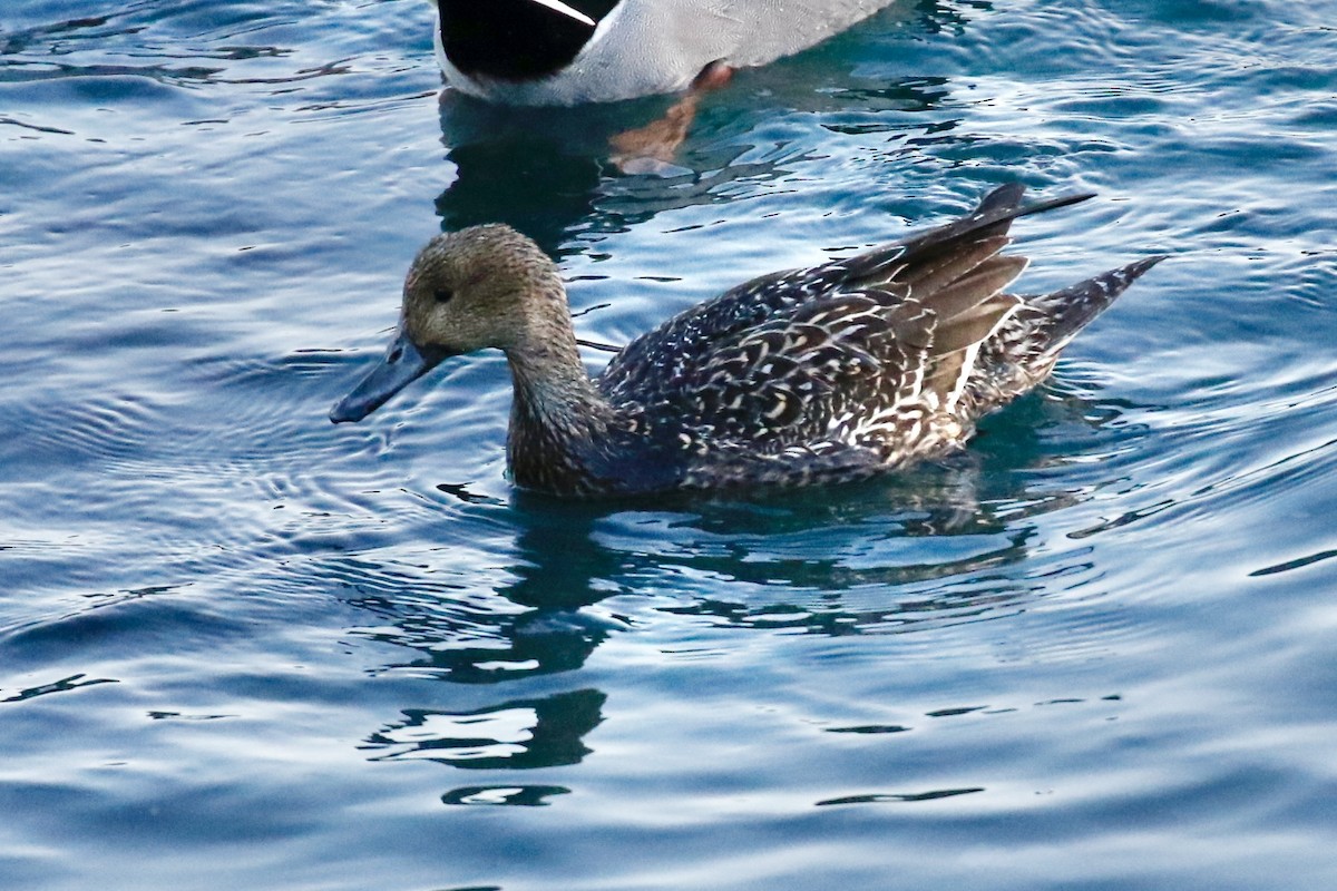 尖尾鴨 - ML645379149