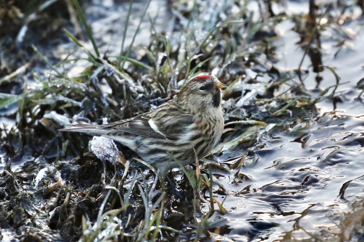 普通朱頂雀 - ML645379150