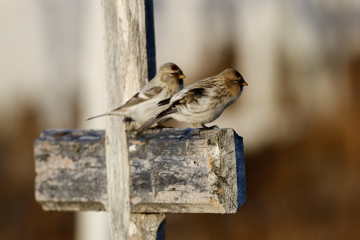 Redpoll (Hoary) - ML645379154