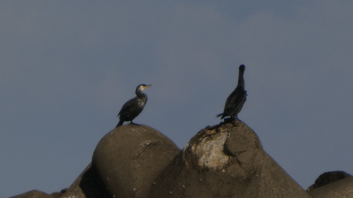 Japanese Cormorant - ML645379157