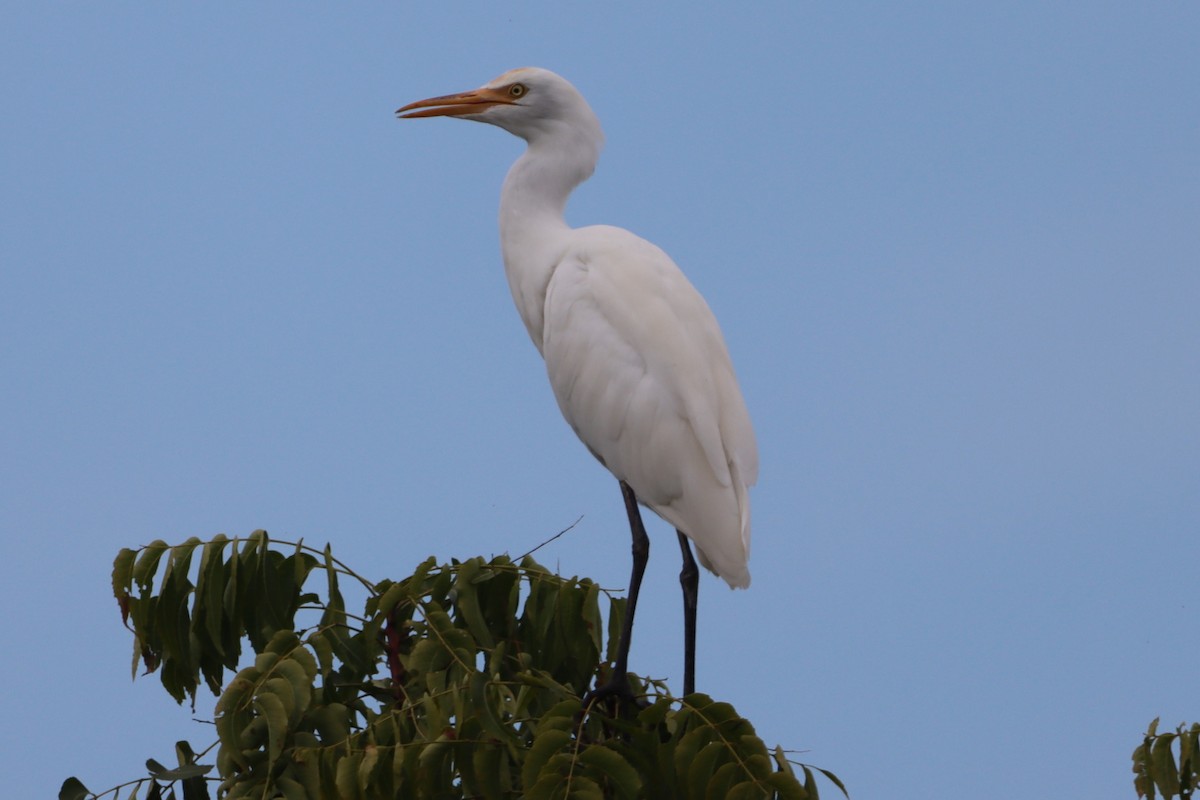 Eastern Cattle-Egret - ML645379162