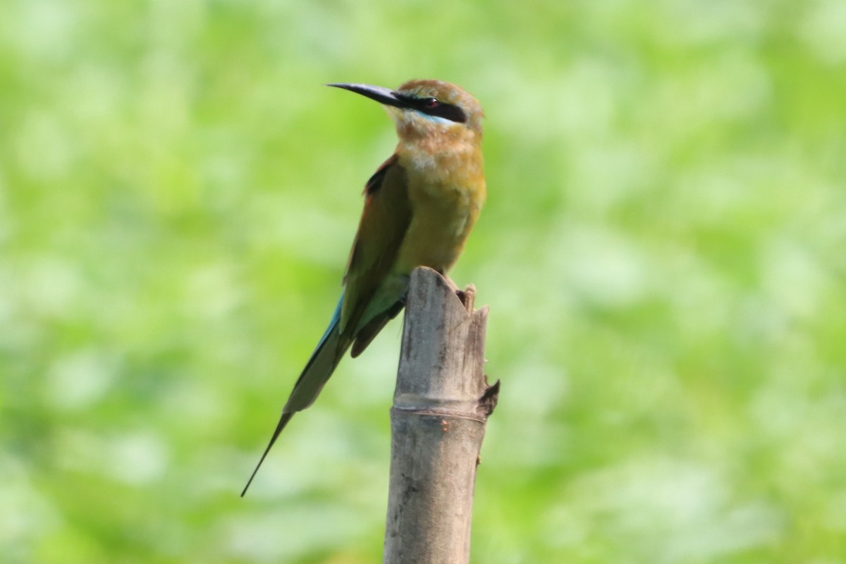 Blue-tailed Bee-eater - ML645379166
