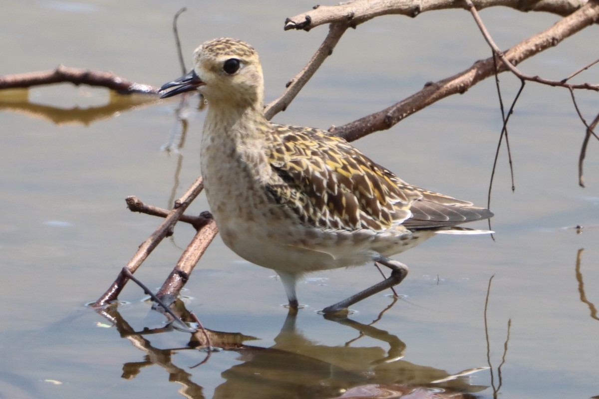 Азийн сүвээ цагаан - ML645379167