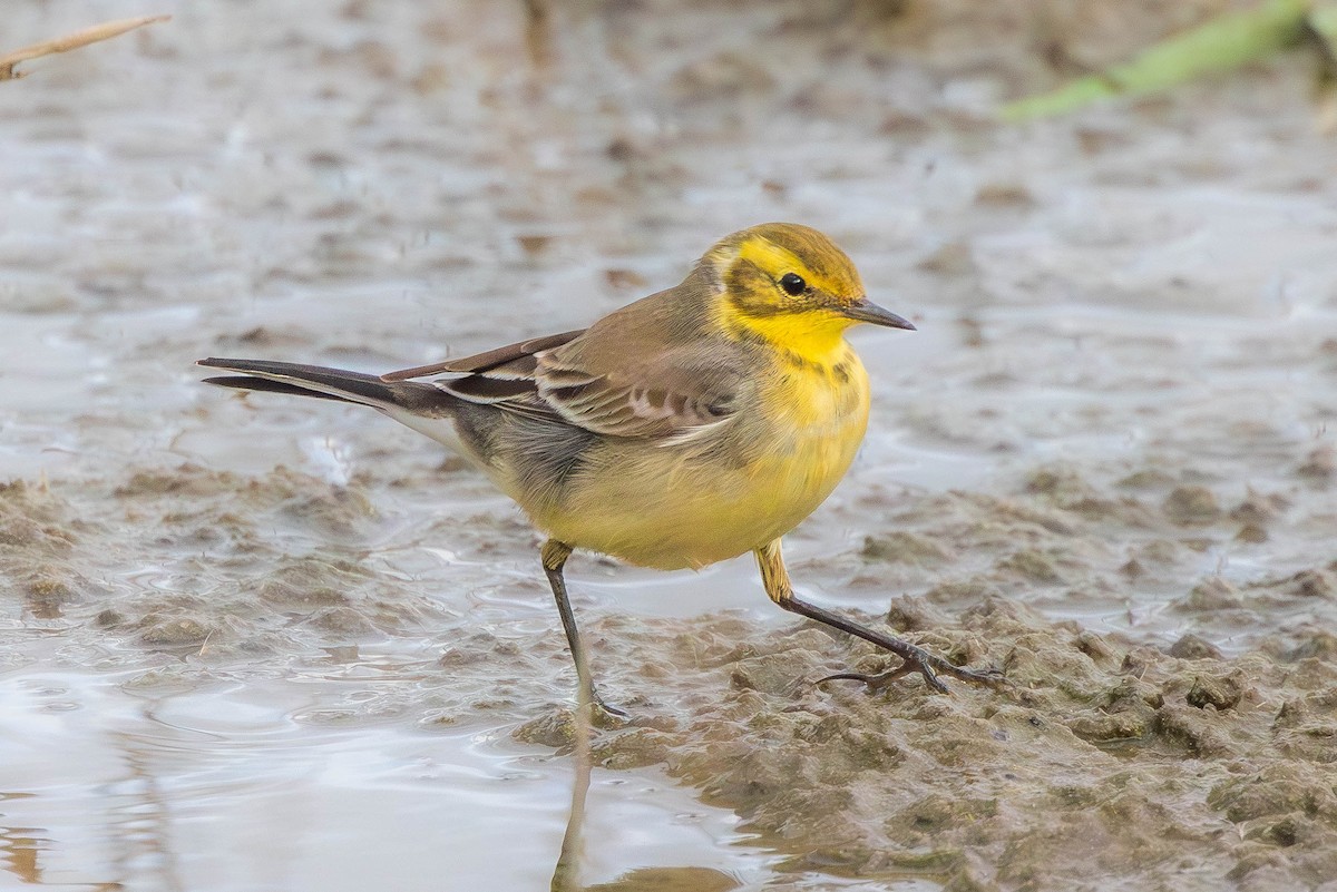 נחליאלי לימוני - ML645379172