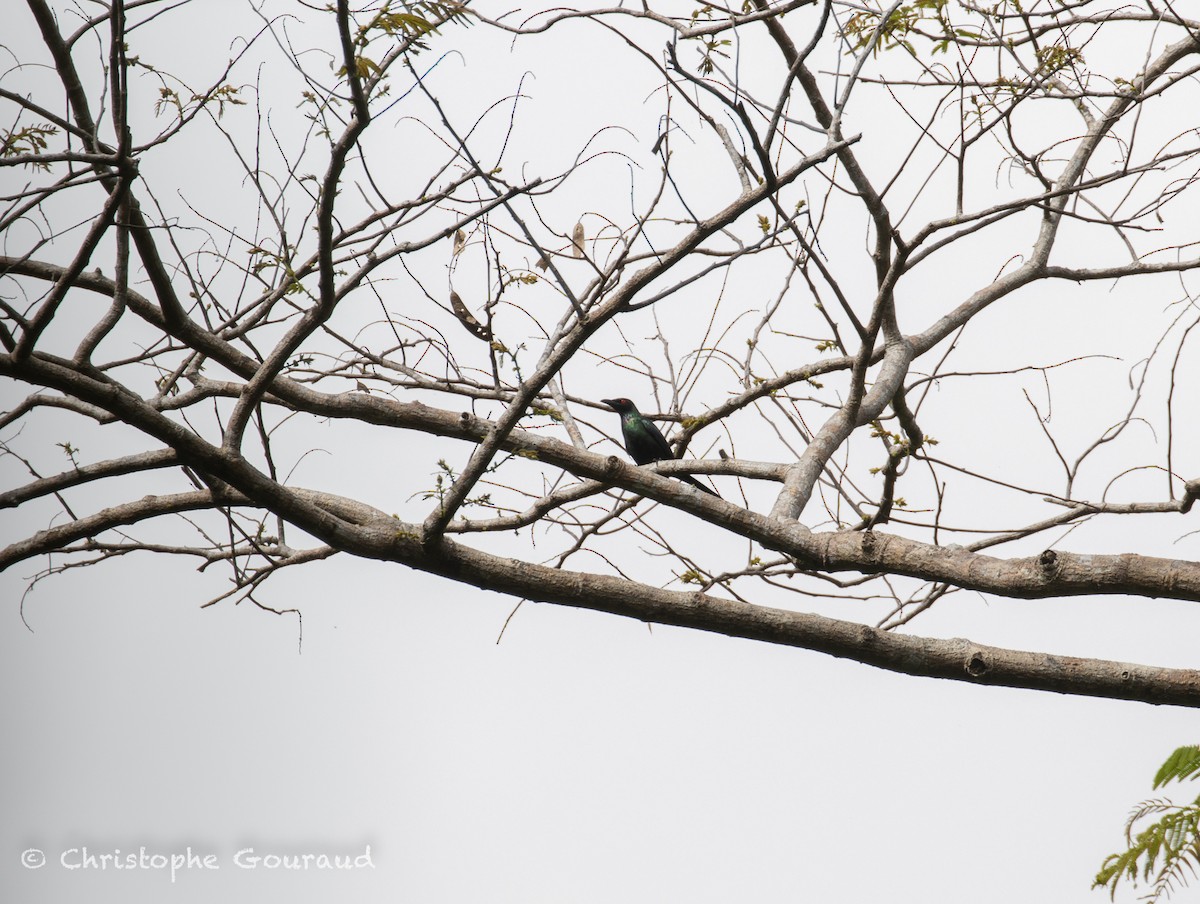 Metallic Starling (Metallic) - ML645379179