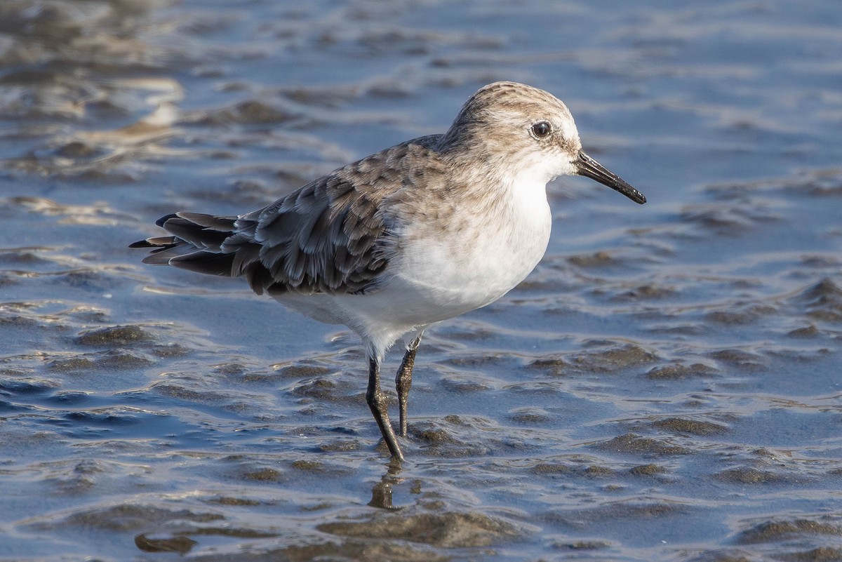 Little Stint - ML645379189
