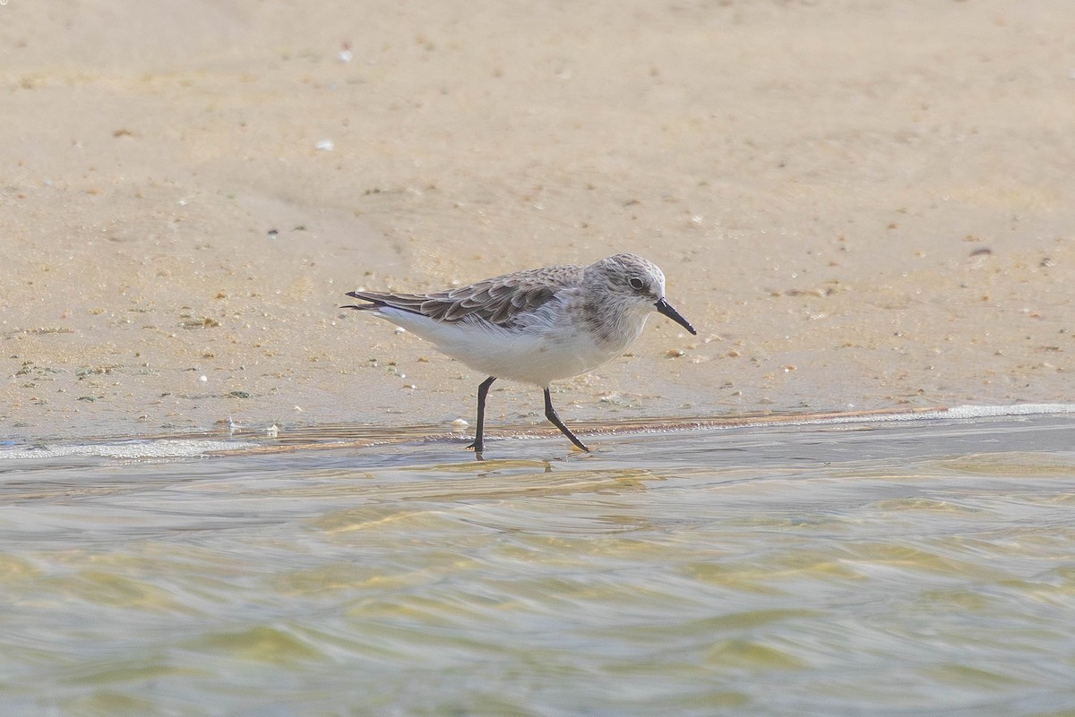 Little Stint - ML645379190