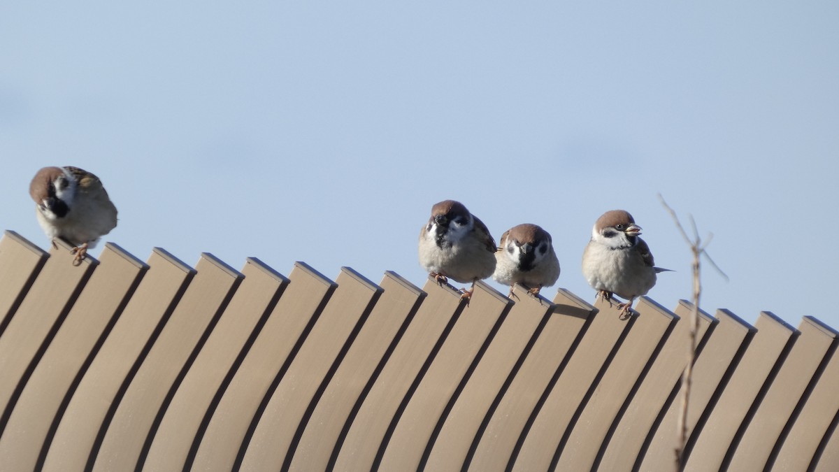 Ağaç Serçesi - ML645379202