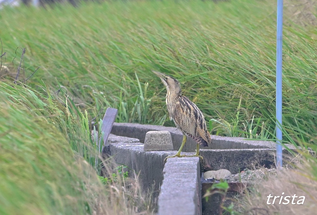 Eurasian Bittern - ML645379212