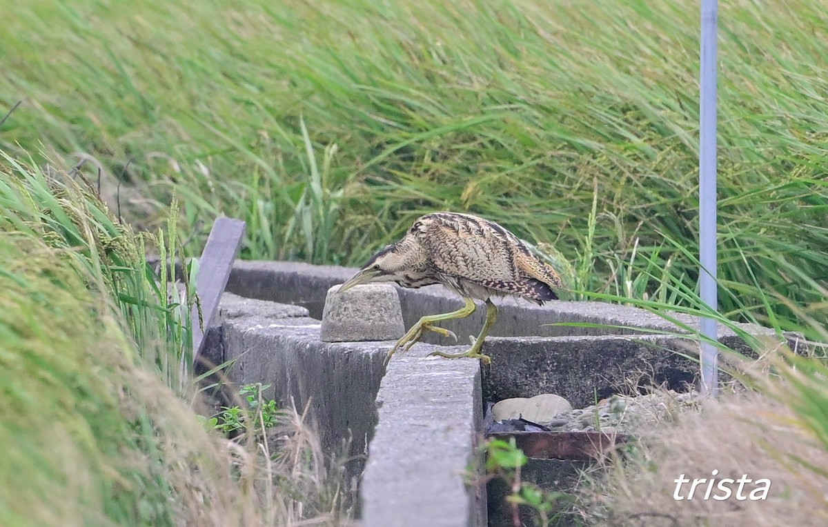 Eurasian Bittern - ML645379213