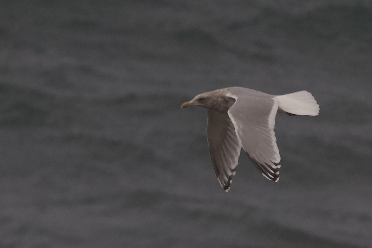 Polarmöwe (Thayermöwe) - ML645379224