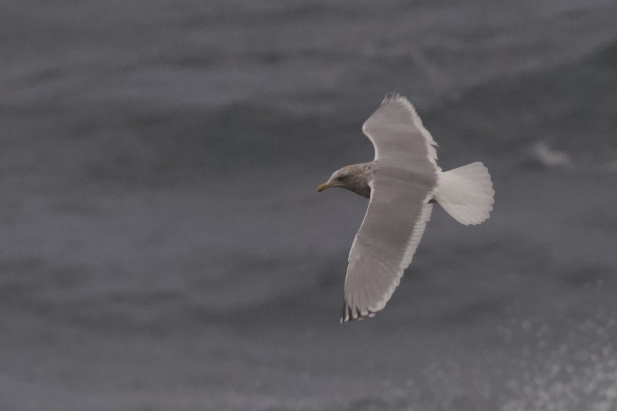 Polarmöwe (Thayermöwe) - ML645379225