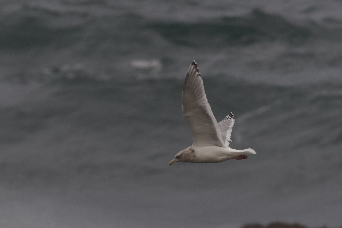 Polarmöwe (Thayermöwe) - ML645379226