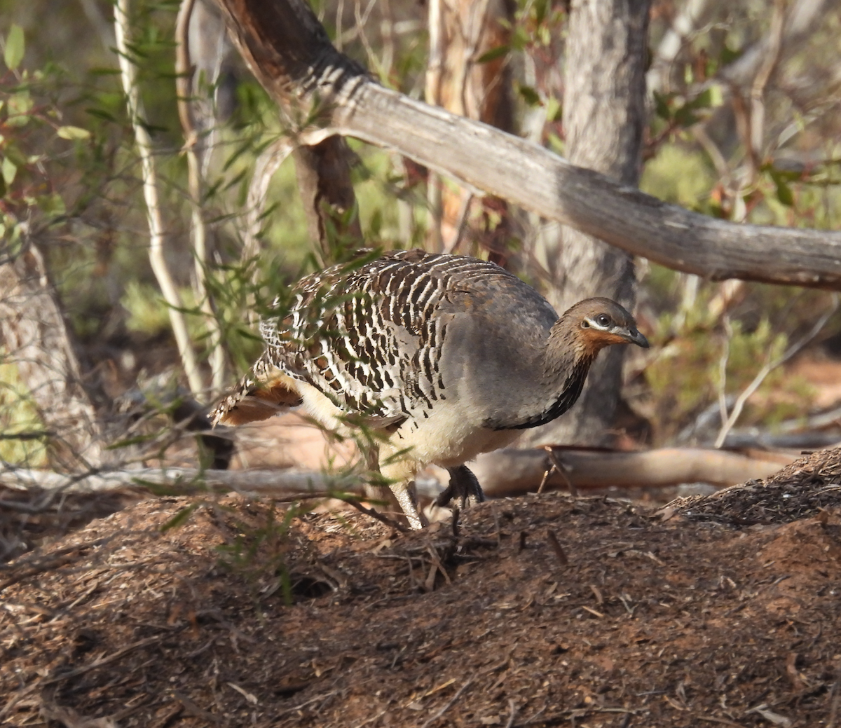 Malleefowl - ML645379231